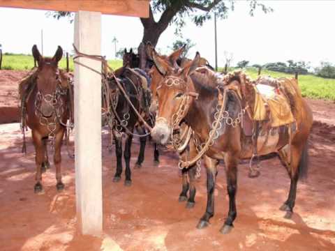 BESTA RUANA video