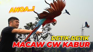 Download lagu PERTAMA KALI DILEPAS, ANOA MACAW GW NYANGKUT DI POHON..! mp3