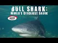 Bull Shark World S Deadliest Shark