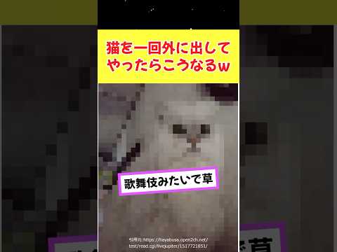 猫を一回外に出してやったらこうなるww #2ch面白いスレ #動物 #shorts