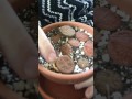 Lithop Life Cycle Examples