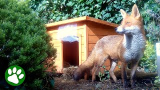 Clever Mama Fox Occupies Dog Kennel