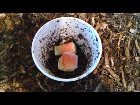 Red Wigglers Migration Cup - Is It Working?