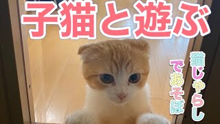 【子猫成長日記】スコティッシュフォールドと遊ぶ