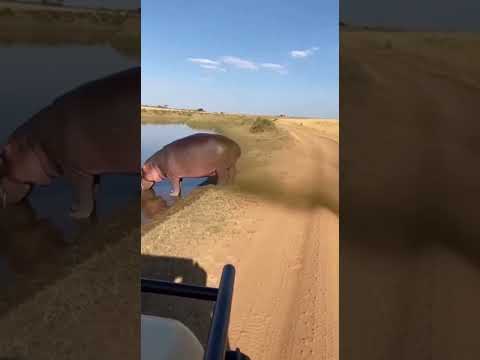 Hippo Farts on Hyena! 🦛💨 | 하마의 강력한 방귀 공격 | カバの強烈なオナラ攻撃