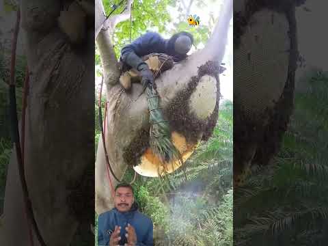 "Village Honey Hunter Harvests a Giant Wild Beehive!" #shortsfeed #shorts #trending