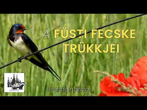 Füsti fecske