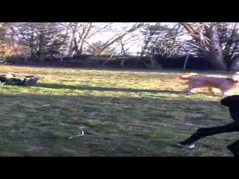 download lagu mp3 mp4 Dierenpension Groningen, download lagu Dierenpension Groningen gratis, unduh video klip Dierenpension Groningen