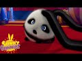 SUNNY BUNNIES - Circus Tricks | Season 1 | Cartoons for Children