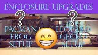 Upgrading My Gecko & Frog Enclosures
