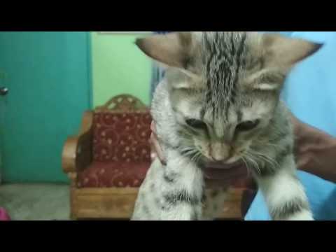 Deshi Cat is the True Bengal Cat @ Dr. Sagir's Pet Clinic 01912251312