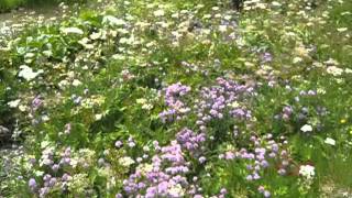 preview picture of video 'Alpine Botanical Garden Saussurea, Courmayeur, Italy'
