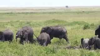 Download lagu ARMAVIRI GAZANANOCUM ARDEN PXER KAN LUYS TV (APRILMEKYAN KATAK) mp3