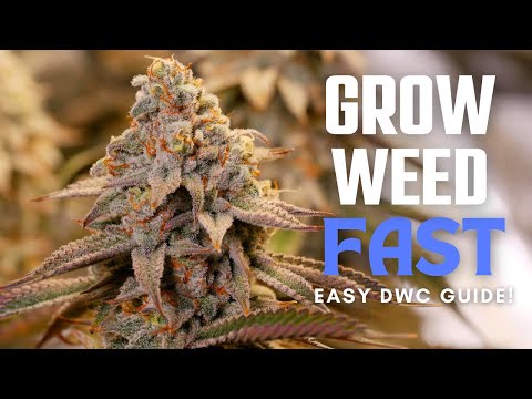 How to Grow Weed Easily in DWC | Seed to Harvest