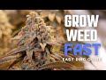 How To Grow Weed Easily In DWC Seed To Harvest