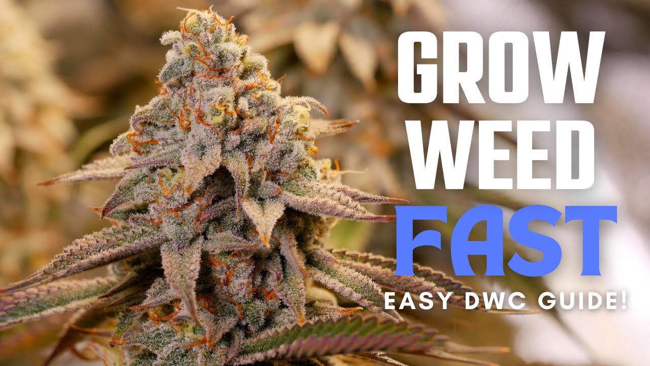 How to Grow Weed Easily in DWC | Seed to Harvest