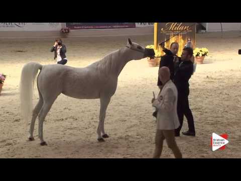 N.120 HADIBA - Milan 2016 - Class Egyptian Mares