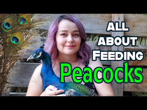 What to feed Peacocks
