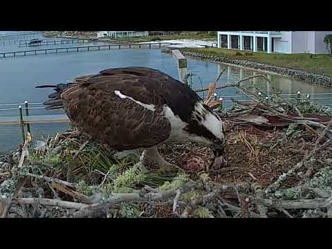 Osprey Chick - day 2 - feeding