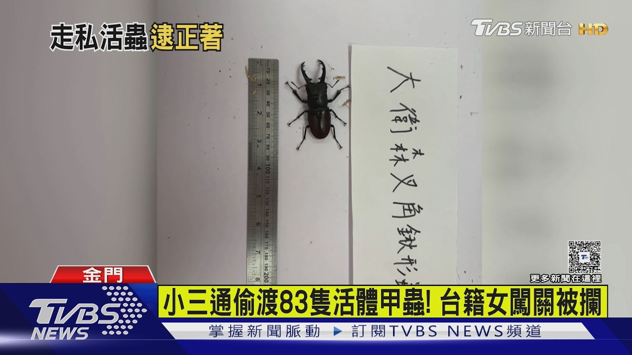 影音/小三通偷渡「83隻活體甲蟲」 台籍女走私闖關被攔截