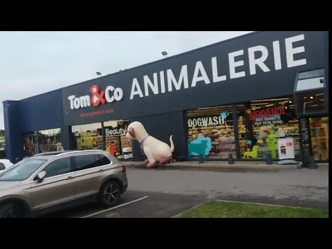 visite légère dans tom&co animalerie #france