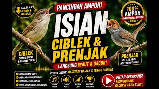 Download lagu isian sejalur materi ciblek dan prenjak mp3 Download lagu isian sejalur materi ciblek dan prenjak mp3