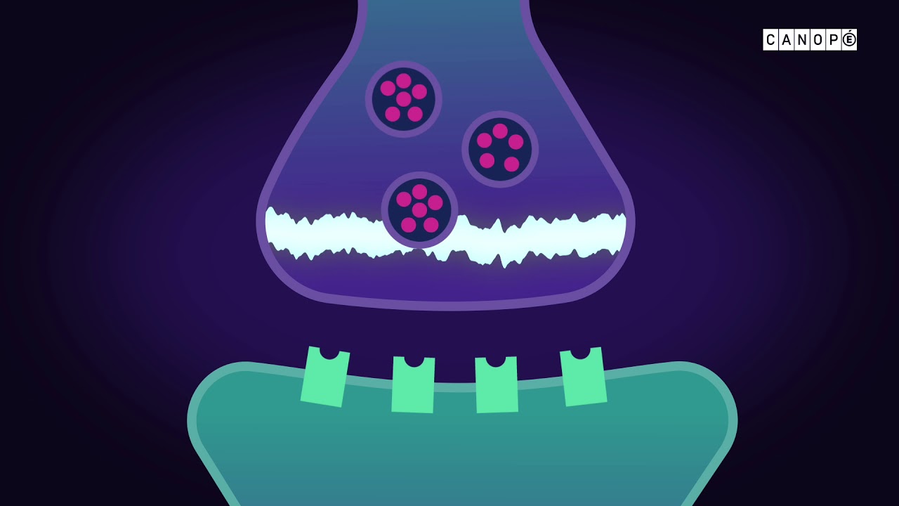 Corpus : Au cœur des organes. Le système nerveux