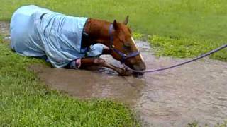 Horse rolling in mud puddle