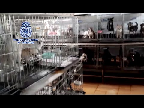 270 dogs rescued from illegal puppy farm in Spain