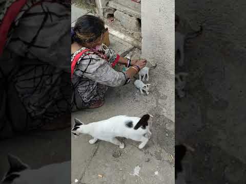 Shabana Cat Feeder From Nargis Dutt Nagar Bandra .