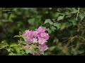 Sri Lanka Butterfly Garden During My Stay At Habarana Village By Cinamon June 2025