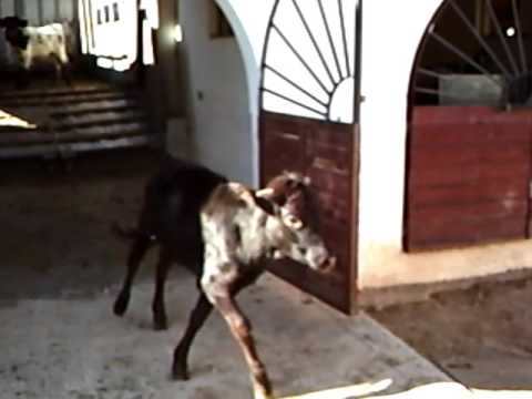 capea ganaderia David Alfaro cheste (29-11-15) video 1