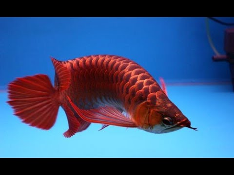 Best Top 10 Rare Arowana Fish with Long Tail | Long tail Arowana
