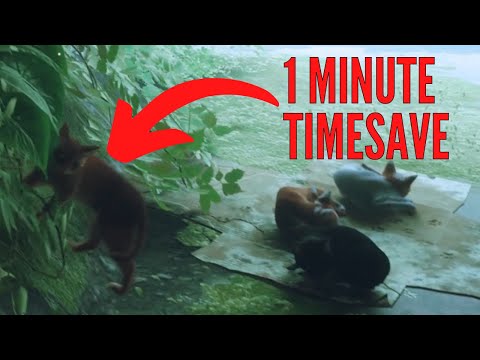 Stray Glitches are Actually CRAZY