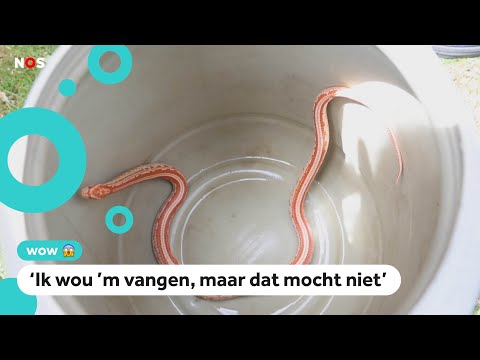 Kinderen vinden wurgslang in voortuin