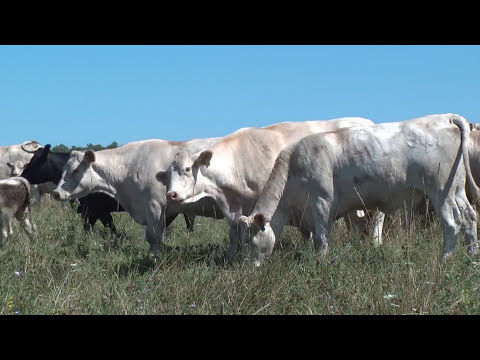 American International Charolais Association | The American Rancher