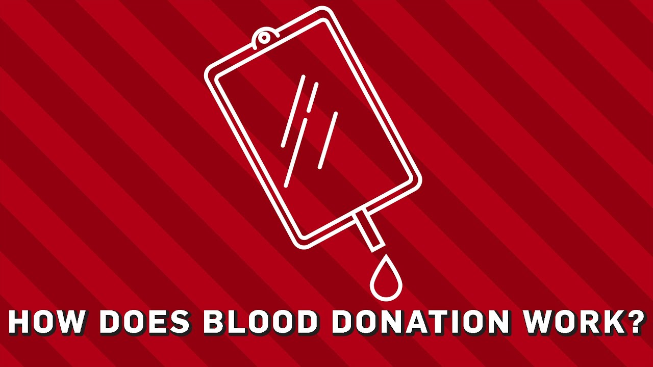 How Does Blood Donation Work? | Earth Science