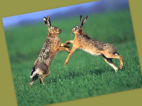 Aleksandrs Kublinskis - Rokšoks