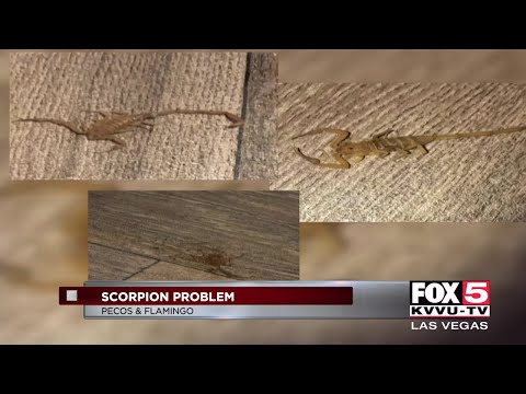 Las Vegas couple deals with scorpions in apartment