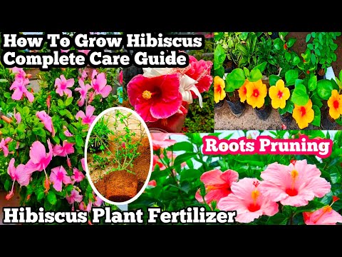 How To Care Hibiscus Plant Complete Guide | Hibiscus Plant Fertilizer | Hibiscus Plant Care