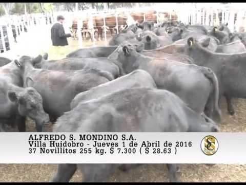 01-04-16 Venta de Machos - Alfredo S. Mondino - Villa Huidobro.
