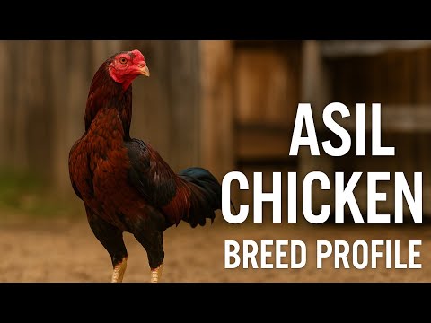 Chicken Breed Profile — Asil (Aseel)
