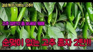 (2탄) 순멎이 없는 고추 종자 공개!!!! 저희는 내년에 이걸로만 심겠습니다!! 고추 농사 잘 짓는법 구경…