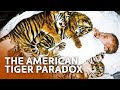 Why Does The U S Have More Captive Tigers Than In The Wild
