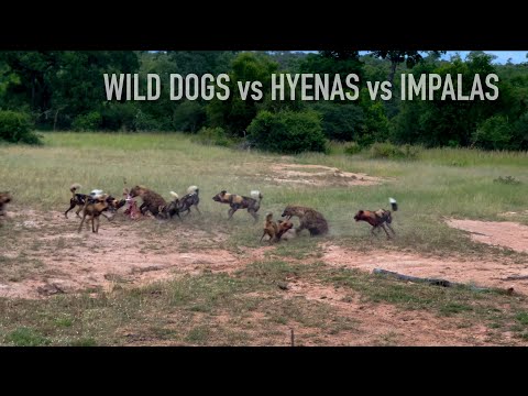 Wild Dog Kill Impala & Attack Hyena in the Kruger