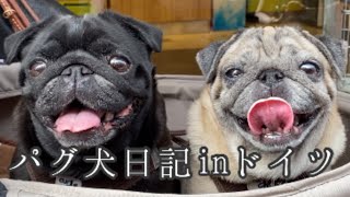 下り坂でヘタレる愛犬のダメっぷりに凹む |ベルギー観光リエージュ | 初めてのワッフル | Pug Dogs in Belgium, Liège【パグ犬 炭鈴】