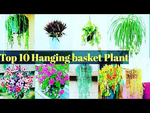 Hanging basket Plant/Flowering plant fr hanging basket/flowering plant/full sun hanging basket plant