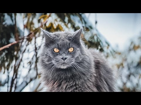 Heute nur ein Video aus diesem Traurigen Grund!