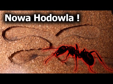 NOWA HODOWLA !!! - Hodowla mrówek !?