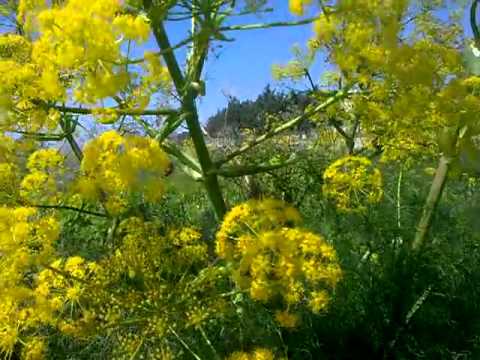 Giant Fennel of Cyprus (Ferula Communis)